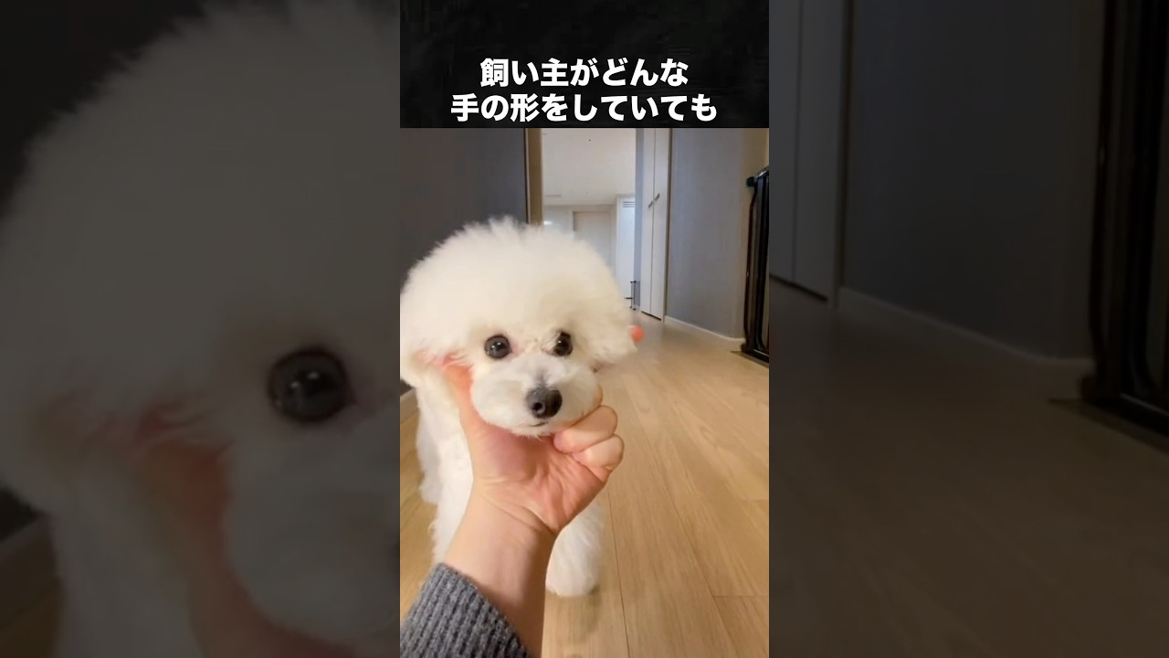 トイプードルが30秒であなたを虜にする動画 #トイプードル #犬