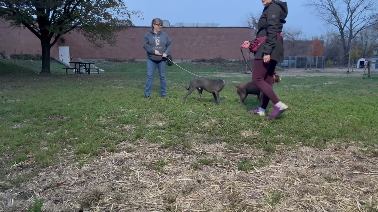 Enlarge Messina, a ADOPTABLE Pit Bull Terrier in Chicago, IL video 5/5