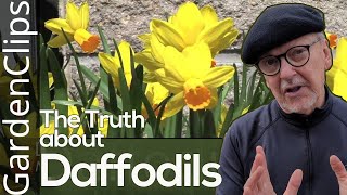 Daffodil - Narcissus - How to grow Daffodils - Where to plant Narcissus
