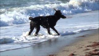 preview picture of video 'Best Dog Park Near Sarasota Florida Is Brohard Beach Paw Park'