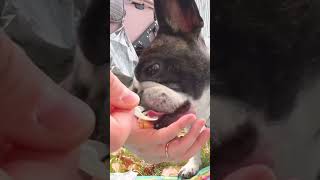 肉フェスのハンバーグはさすがに旨い🍖#shorts 　　　　　　　　　　　　　　　　"The hamburgers at Meat Festival are certainly delicious"