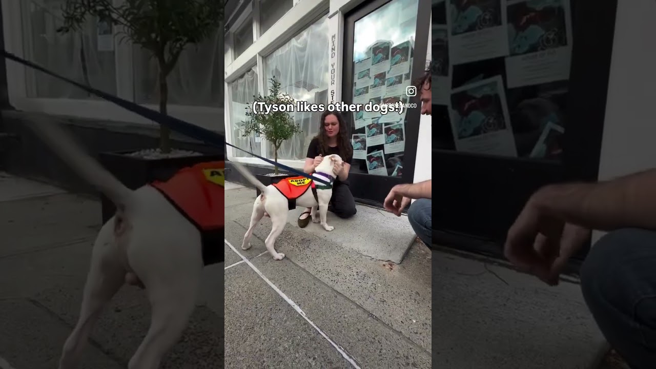 A Sweet Petite Treat, Tyson, a Adoptable mixed breed in New York, NY video 6/6