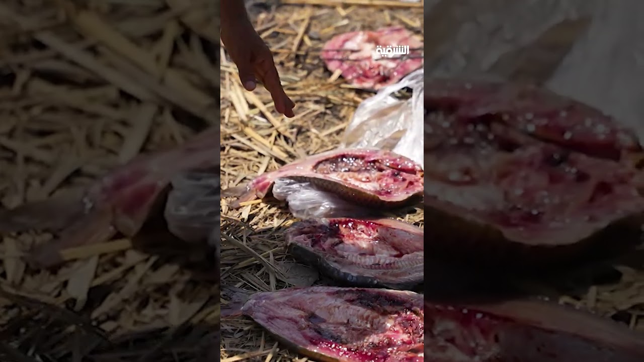 فيديو | من قبل الأهوار في محافظة ميسان الطريقة المثالية لعمل السمك المسكوف