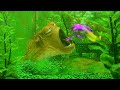 FINDING NEMO BLOAT YOUR DISGUSTING SPONSORED BY GAMAVISION