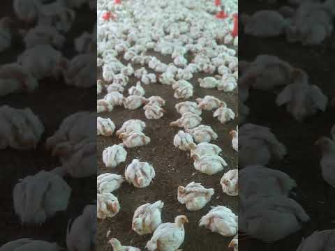 Poultry broiler live birds, age: 31 days