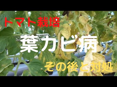 トマトの葉に白い斑点ができる 3 つの原因 (およびその対処法)  庭園
