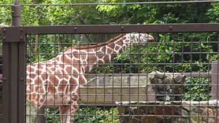 preview picture of video '上野動物園(Ueno Zoo Tokyo,Japan) Part.2'