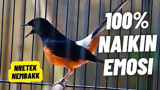 Download lagu MURAI BATU GACOR FULL ISIAN TEMBAKAN DAN KRETEKAN GANAS SANGAT AMPUH MEMANCING EMOSI MURAI BATU mp3