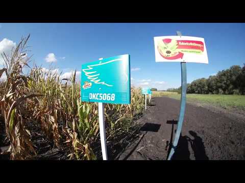 Dekalb DKC5068 kukorica vetőmag KukoricaVetőmag.hu Kft. 2017