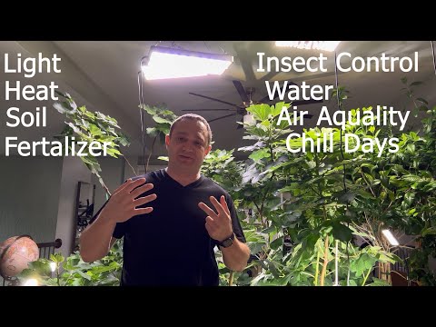 How to grow figs indoors. 8 main considerations. The fundamentals. If I can do this, anyone can.