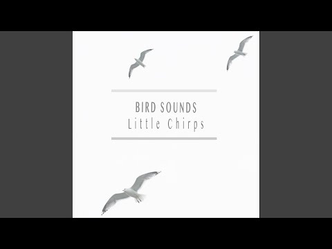 Sweet Bird Sounds