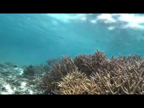 宮古島 八重干瀬 やびじ 半日シュノーケリング グラスボートで行く 初心者の方から安心安全と好評 写真撮影 アクティビティジャパン