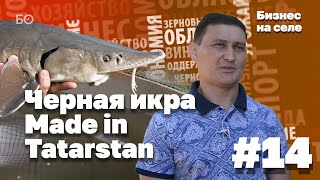 Производство черной икры в своем гараже - видео онлайн