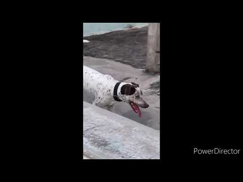 Dalmatian dog playing 🐕🐶