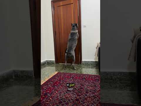 بتعرفوا حدا كلب بيفهم هيك!!!🤪