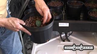 Using Viastone Clay Grow Rocks as Hydroponic Growing Media 