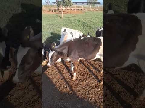 # #agro #fazenda bananal Lagoa Formosa Minas Gerais