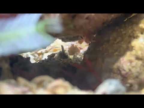 Our peppermint shrimp, Pierre and Pauline, showing off their sway moves