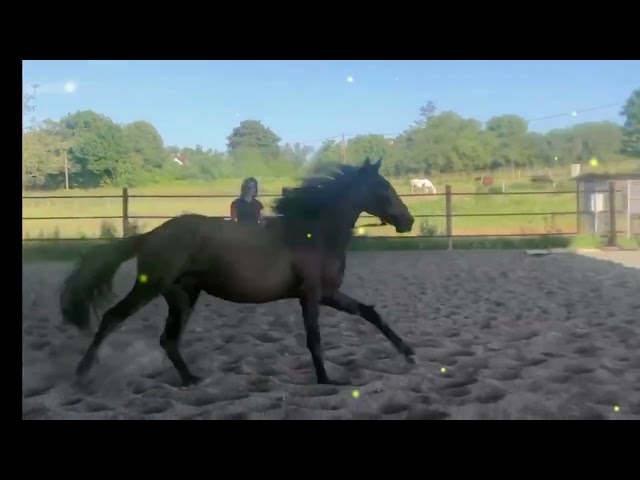 Hongre lusitanien OC 3 ans