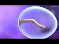 How Ebola Virus Infects A Cell
