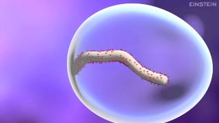 How Ebola Virus Infects a Cell