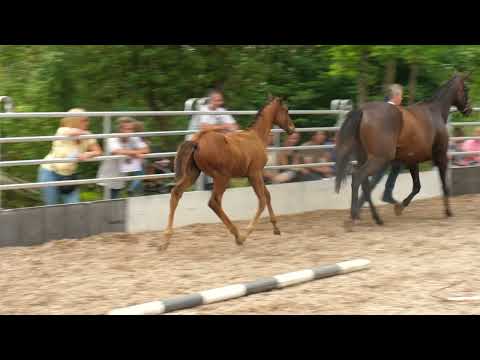 Laxios von Prince Patmos x Maxios xx Hengstfohlen geb. Mai 2022