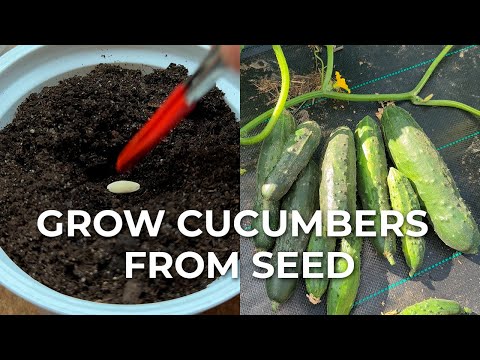 How to Grow Cucumbers from Seeds | Complete Step-by-Step Guide