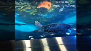 Aquarium Tours Travel and Discover 2 : In The Bay