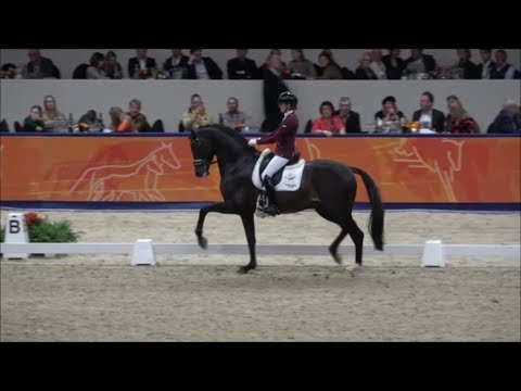 INDIAN ROCK by Apache - Vivaldi at the stallion competition s'Hertogenbosch 2019