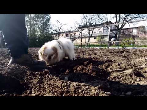 WIOSNA 2016 - WYKOPKI