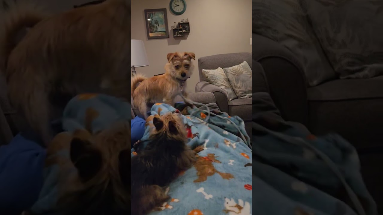 Max, an adoptable mixed breed in Ellicott City, MD video 3/3