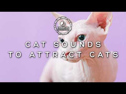 Attract Cats Like Crazy with These Cats Meowing Sounds! Cat Sounds to Attract Cats!