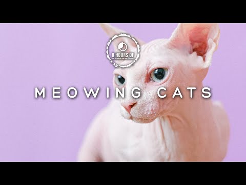 8 hours of cat sounds to attract cats | cat meowing to attract cats | cat meows to attract cats