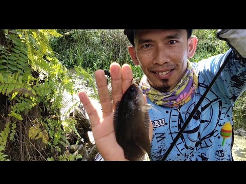 MANCING IKAN BETOK DAN IKAN KEPAR DIRIAU NGGAK BAKAL BONCOS @amex pancing