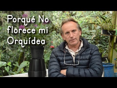, title : 'Porqué NO FLORECE una Orquídea: 5 Causas y sus Soluciones'