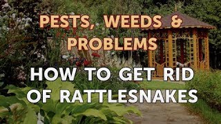 How to Get Rid of Rattlesnakes
