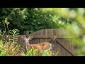 The Gentlest Visitor In Our Backyard Today