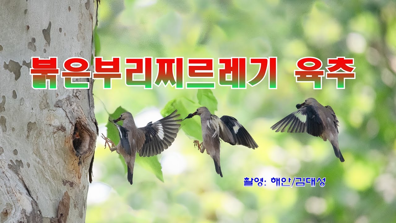 한국에 새 유튜브 썸네일