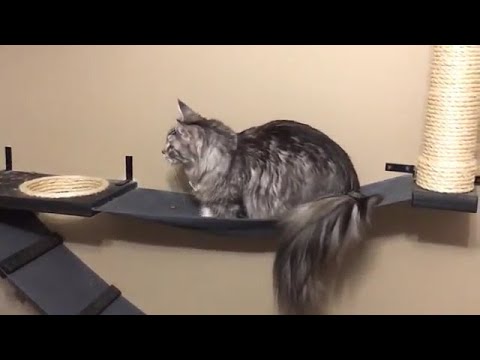 World's longest tail on a pet cat