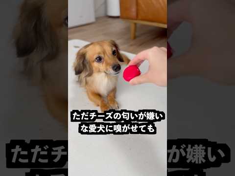 食べ方を間違えると不味くなるチーズが難すぎた！