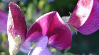 Paul Weller - Sweet Pea