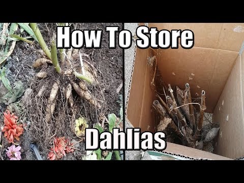 , title : 'How To Dig Up And Store Dahlia Tubers Over The Winter'