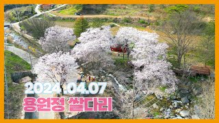 [영상기자단] 마리면 용원정 벚꽃 만개_김리안+류광우