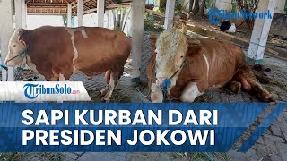 Inilah Penampakan Sapi Kurban dari Jokowi di Masjid Al Wustho Mangkunegaran Solo, Bobotnya 960 Kg