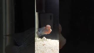 Flowerhorn Fishes Videos