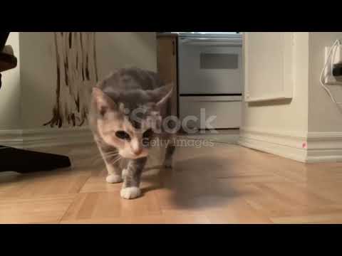 cat aur laser live ki lada l   cat aur saamp ki ladai