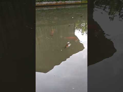 SUDDENLY, THE KOI FISH APPEARS