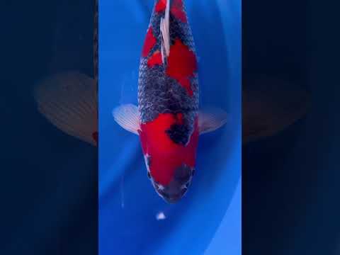 Video Vorschau in Japan