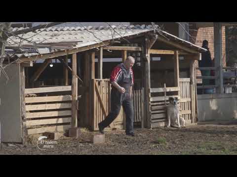 Romanovska rasa ovaca - U nasem ataru 743