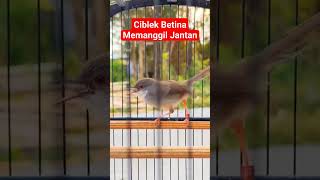 Download lagu Ciblek Betina Gacor, Pancingan ciblek Jantan #ciblekkristalgacor #cibleksemi #pancinganciblek mp3